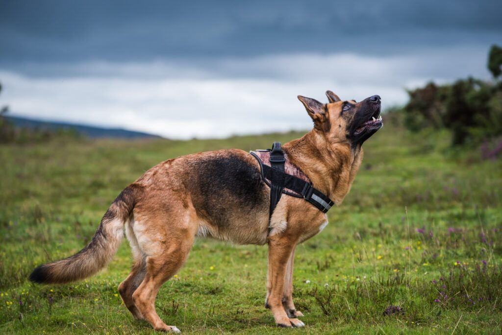 german shepherd dog pose